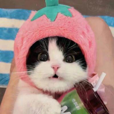 我自踏雪至山巔