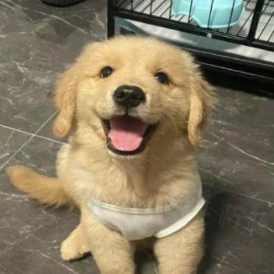 快乐小狗