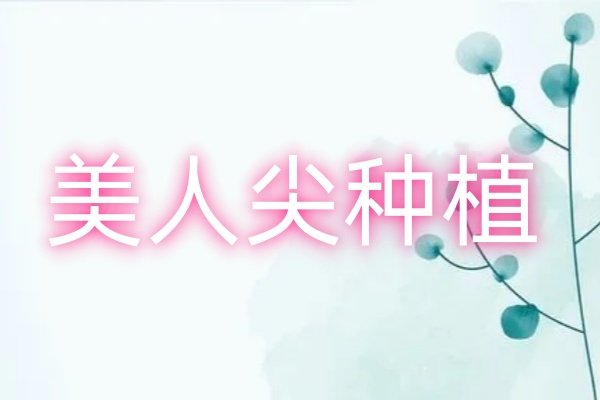美人尖种植是什么意思www.okostu.com