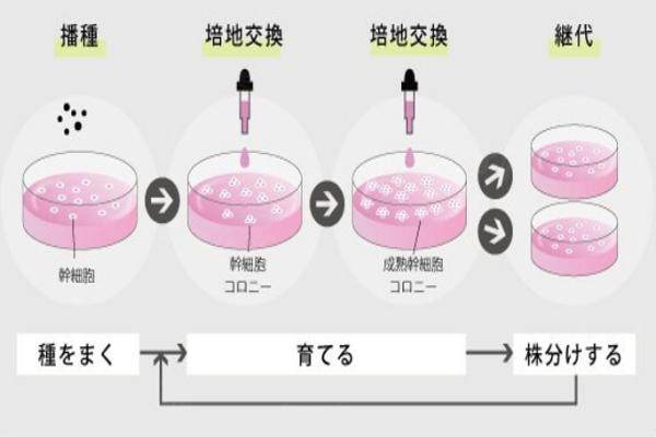 打干細(xì) 胞5年后的親身經(jīng)歷okostu.com