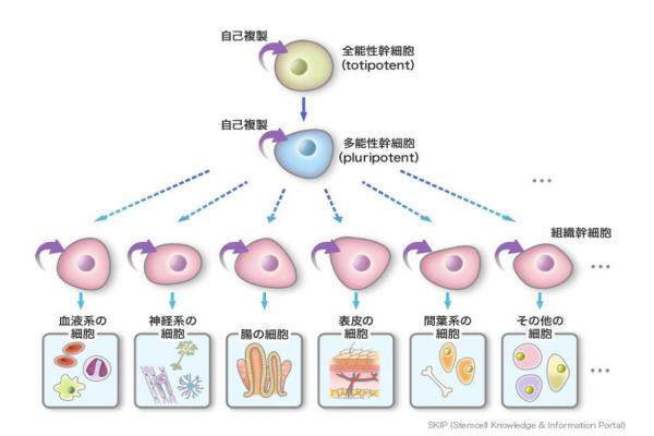 打干細(xì) 胞5年后的親身經(jīng)歷okostu.com