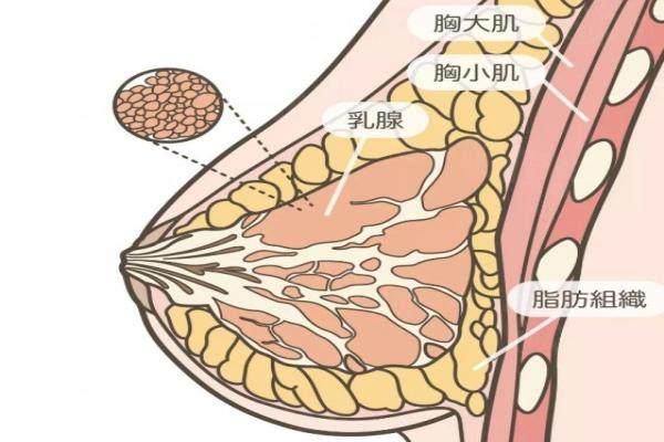 北京英煌豐胸靠譜嗎