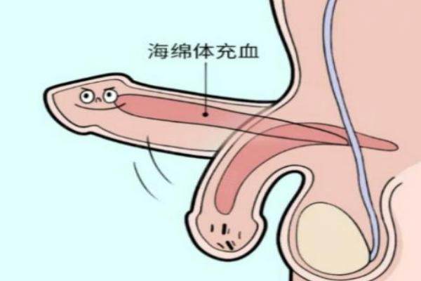 海綿體注射從哪里注射.jpg